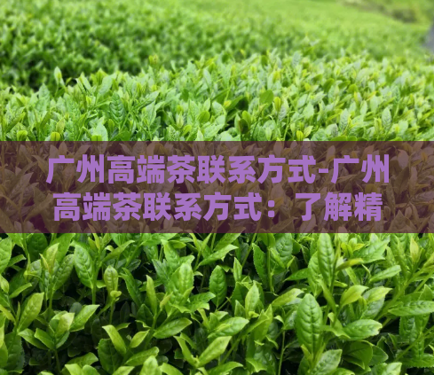 广州高端茶联系方式-广州高端茶联系方式:了解精致茶文化的途径