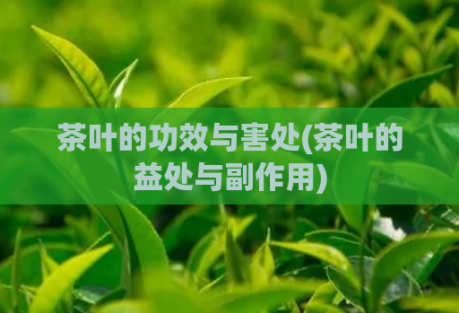 茶叶的功效与害处(茶叶的益处与副作用)