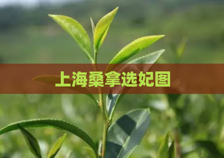 上海桑拿选妃图