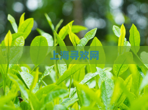 上海寻欢网