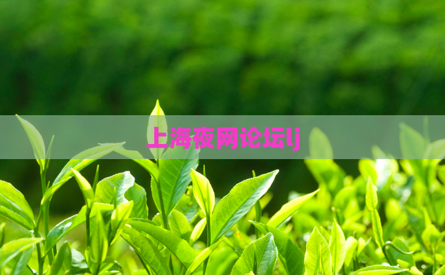 上海夜网论坛lj