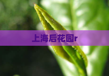 上海后花园r