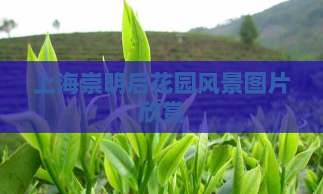 上海崇明后花园风景图片欣赏