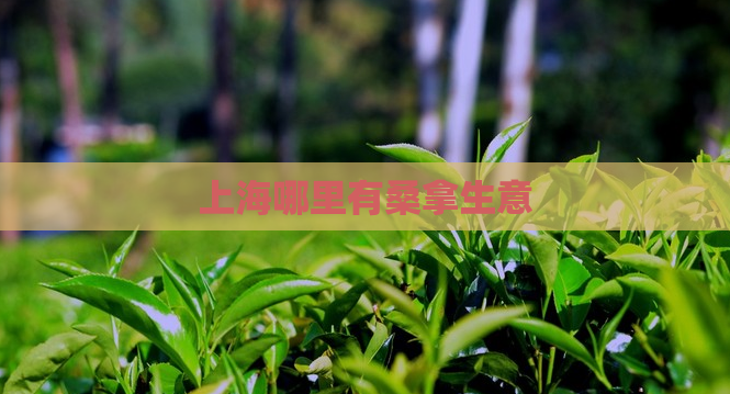 上海哪里有桑拿生意