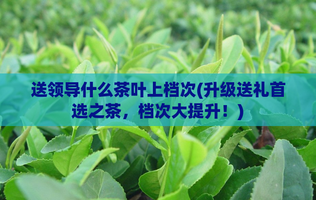 送领导什么茶叶上档次(升级送礼首选之茶,档次大提升!)