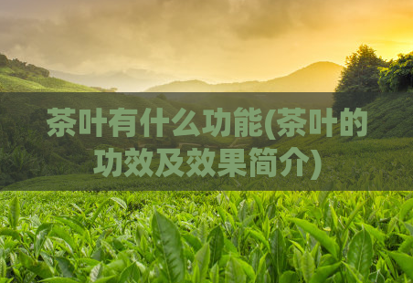 茶叶有什么功能(茶叶的功效及效果简介)