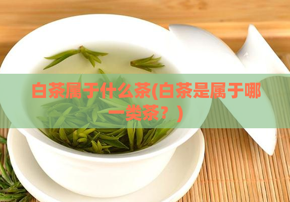 白茶属于什么茶(白茶是属于哪一类茶?)