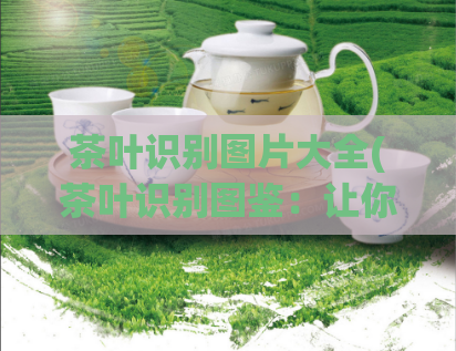 茶叶识别图片大全(茶叶识别图鉴：让你轻松辨别各类茶叶)