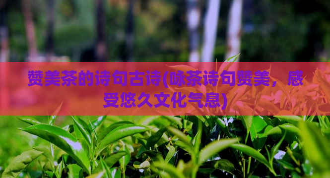 赞美茶的诗句古诗(咏茶诗句赞美,感受悠久文化气息)