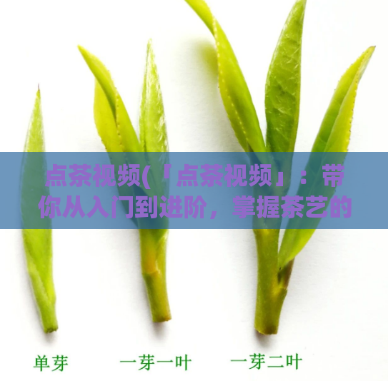 点茶视频(「点茶视频」：带你从入门到进阶，掌握茶艺的技巧与奥秘)