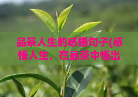 品茶人生的感悟句子(感悟人生,在品茶中悟出生命真谛)