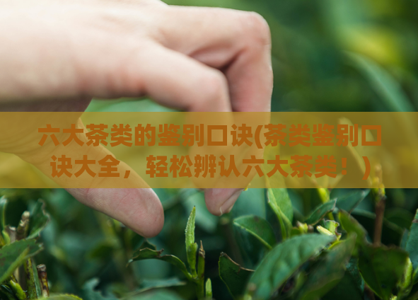 六大茶类的鉴别口诀(茶类鉴别口诀大全，轻松辨认六大茶类！)