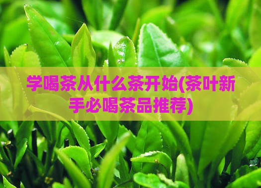学喝茶从什么茶开始(茶叶新手必喝茶品推荐)