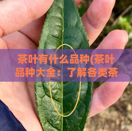 茶叶有什么品种(茶叶品种大全：了解各类茶叶的特点和风味)