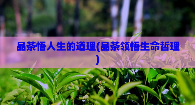 品茶悟人生的道理(品茶领悟生命哲理)