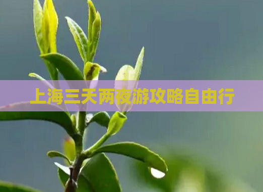 上海三天两夜游攻略自由行